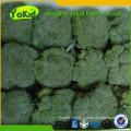 Hot Sale China Cleaning Fresh Broccoli Green With Lower Price